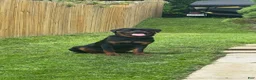 Rottweiler dogs for sale: Rottweiler 1 - Ad 3