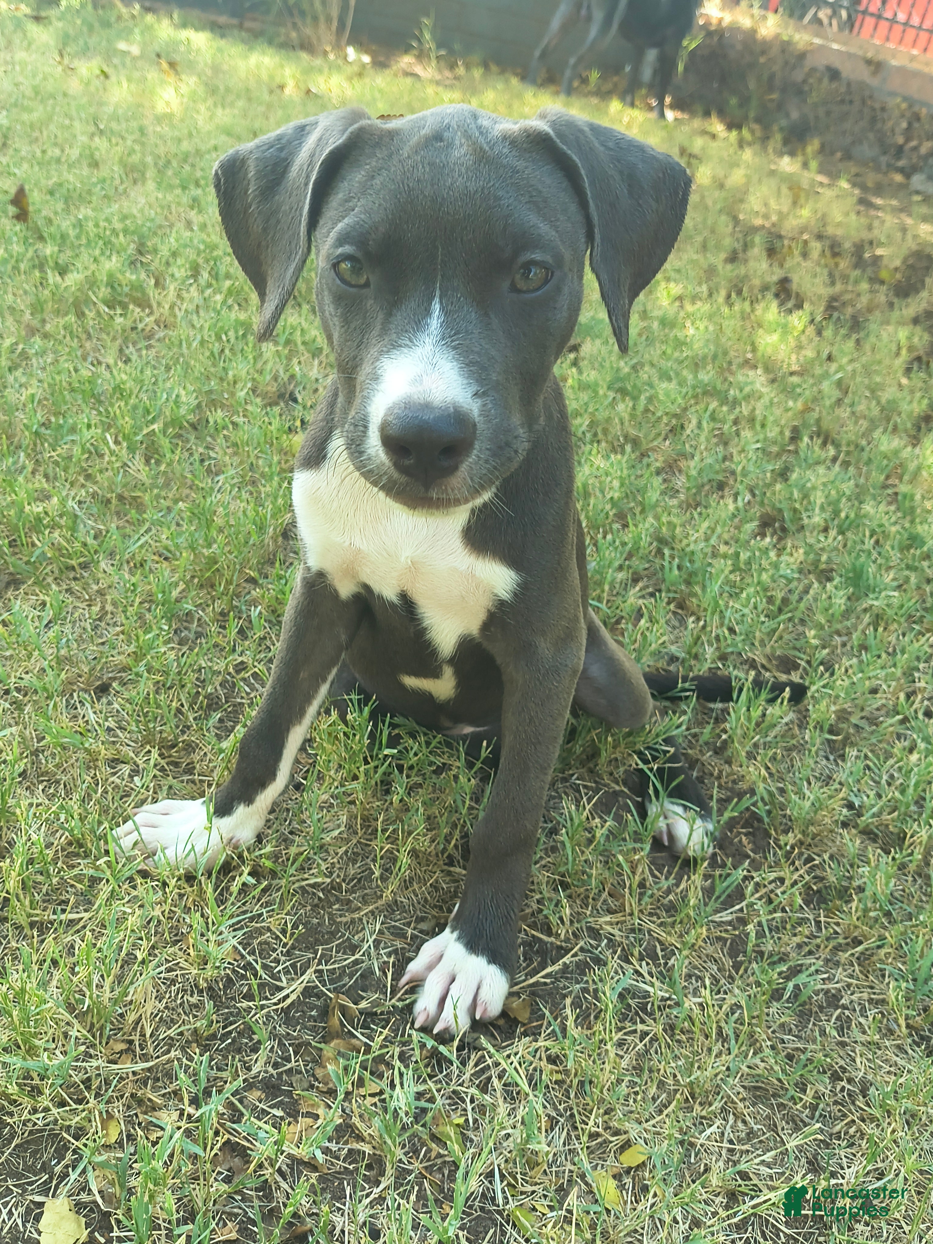 American Pit Bull Terrier dogs for sale: Chilli - Ad 2