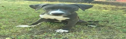 American Pit Bull Terrier dogs for sale: Chilli - Ad 1