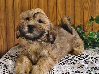 Shihpoo dogs Dax - Ad 20