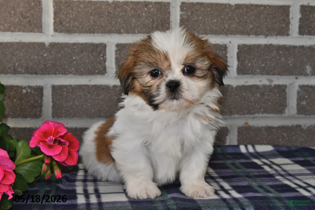 Shih Tzu dogs for sale: Karla - Ad 1