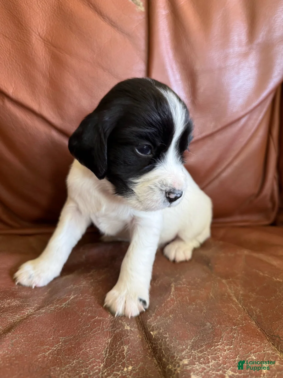 English Springer Spaniel dogs for sale: Cricket - Ad 1