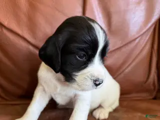 English Springer Spaniel dogs Cricket - Ad 21