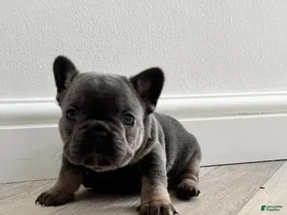 French Bulldog dogs Lora - Ad 22
