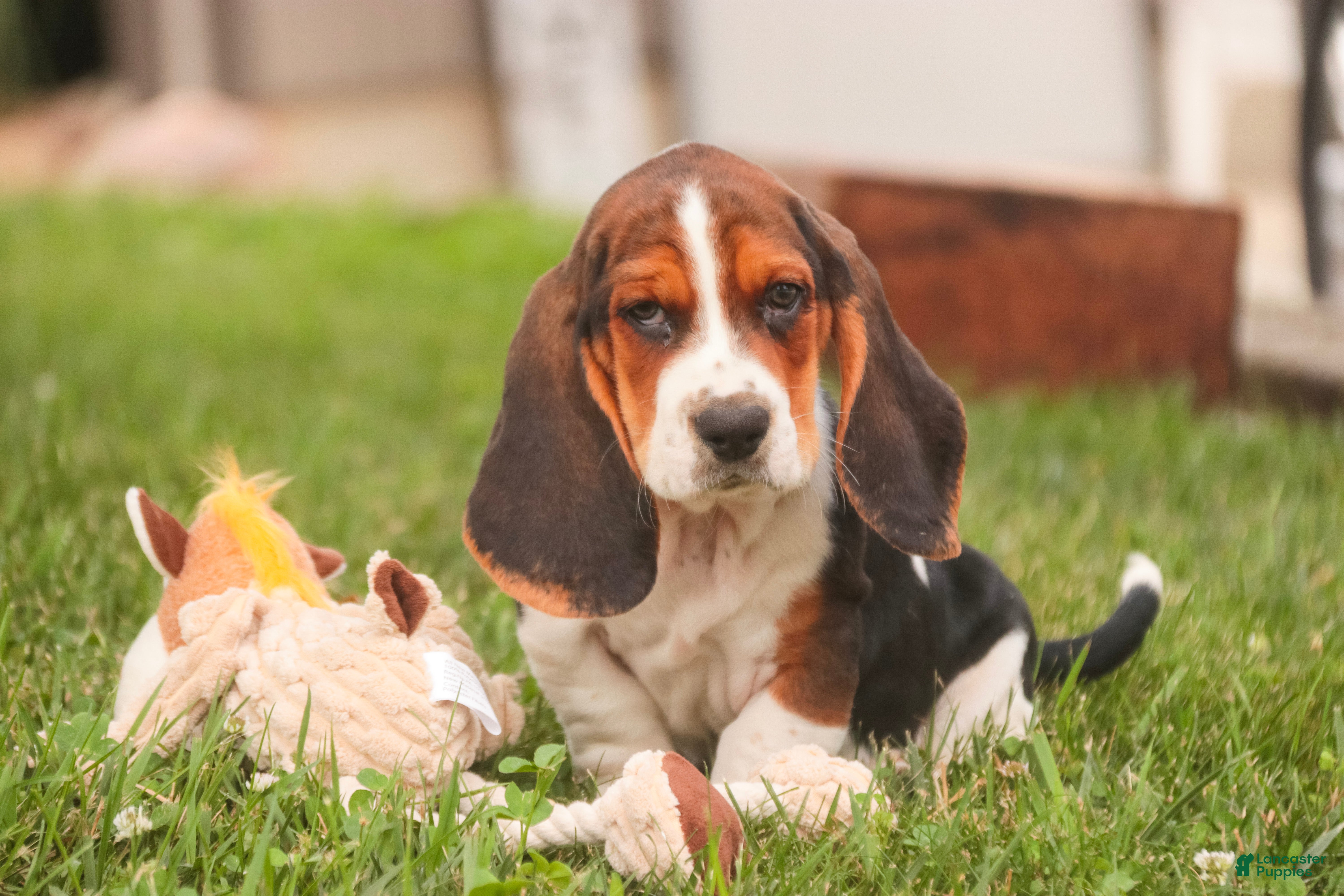 Basset Hound dogs Murphy - Ad 1