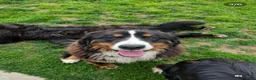 Bernese Mountain Dog dogs for sale: Bernese Mountain Dog 1 - Ad 4