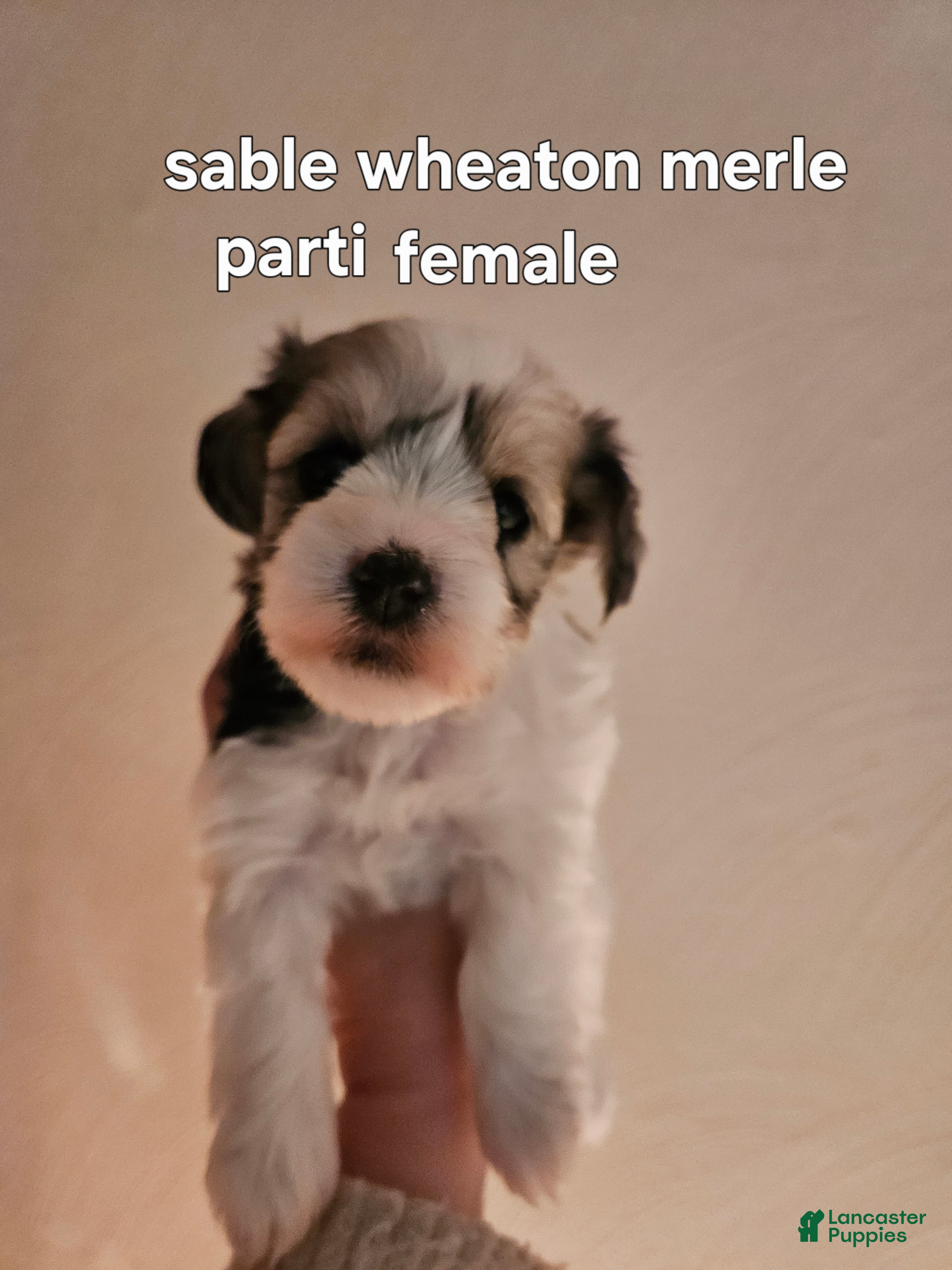 Miniature Schnauzer dogs Sable wheaton merle parti female blue eye - Ad 25