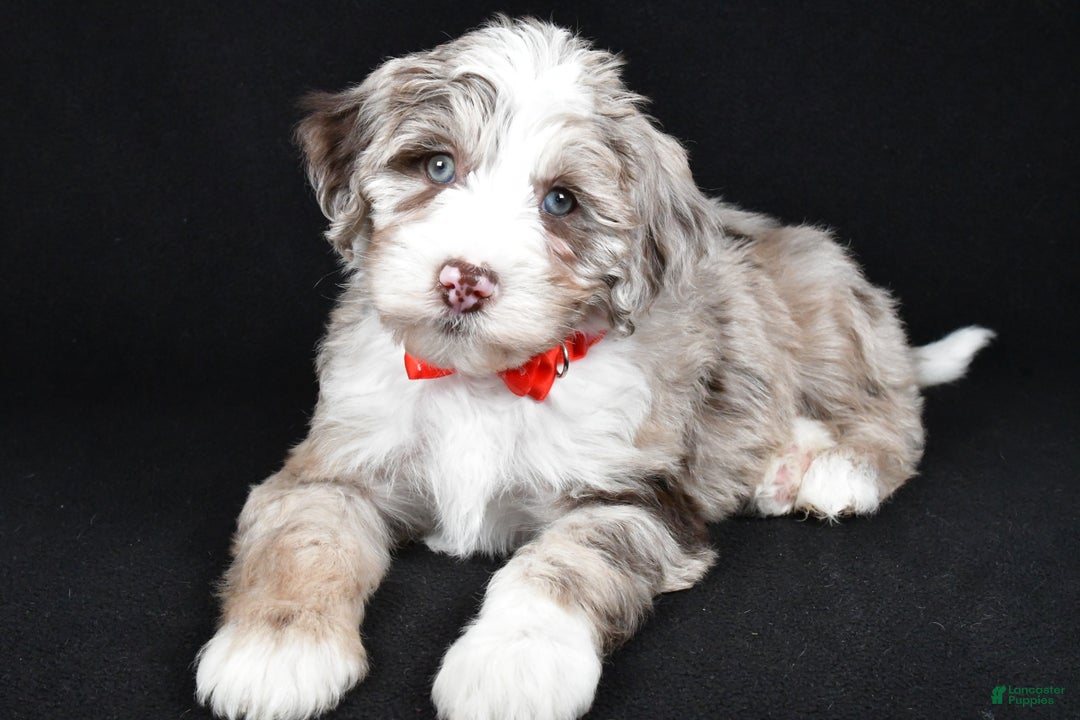 Sheepadoodle dogs for sale: Connor - Ad 1
