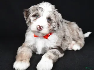 Sheepadoodle dogs Connor - Ad 11