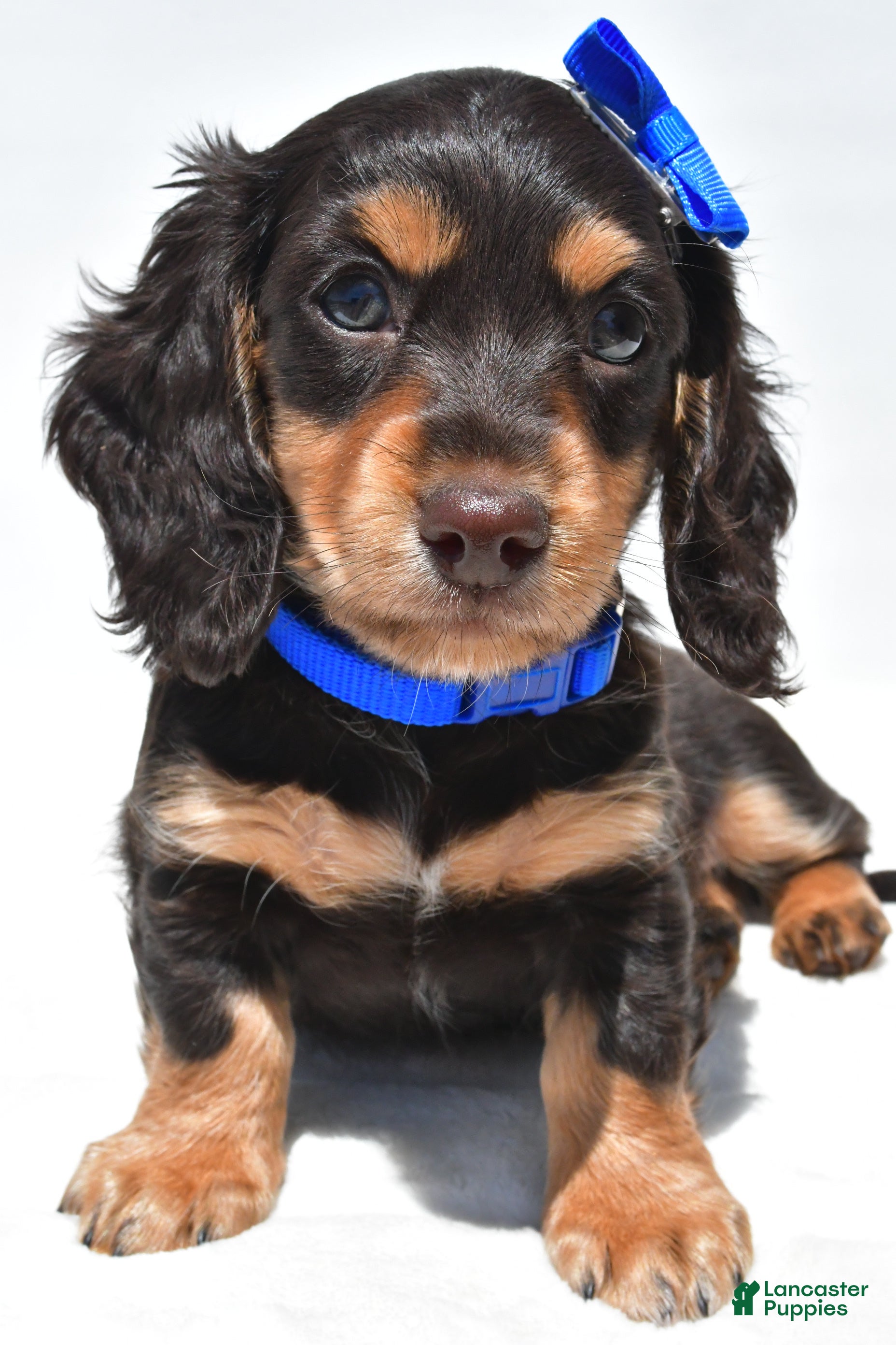 Miniature Dachshund dogs Duke - Ad 2