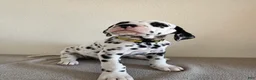 Dalmatian dogs for sale: Dalmatian Puppy 2 - Ad 5