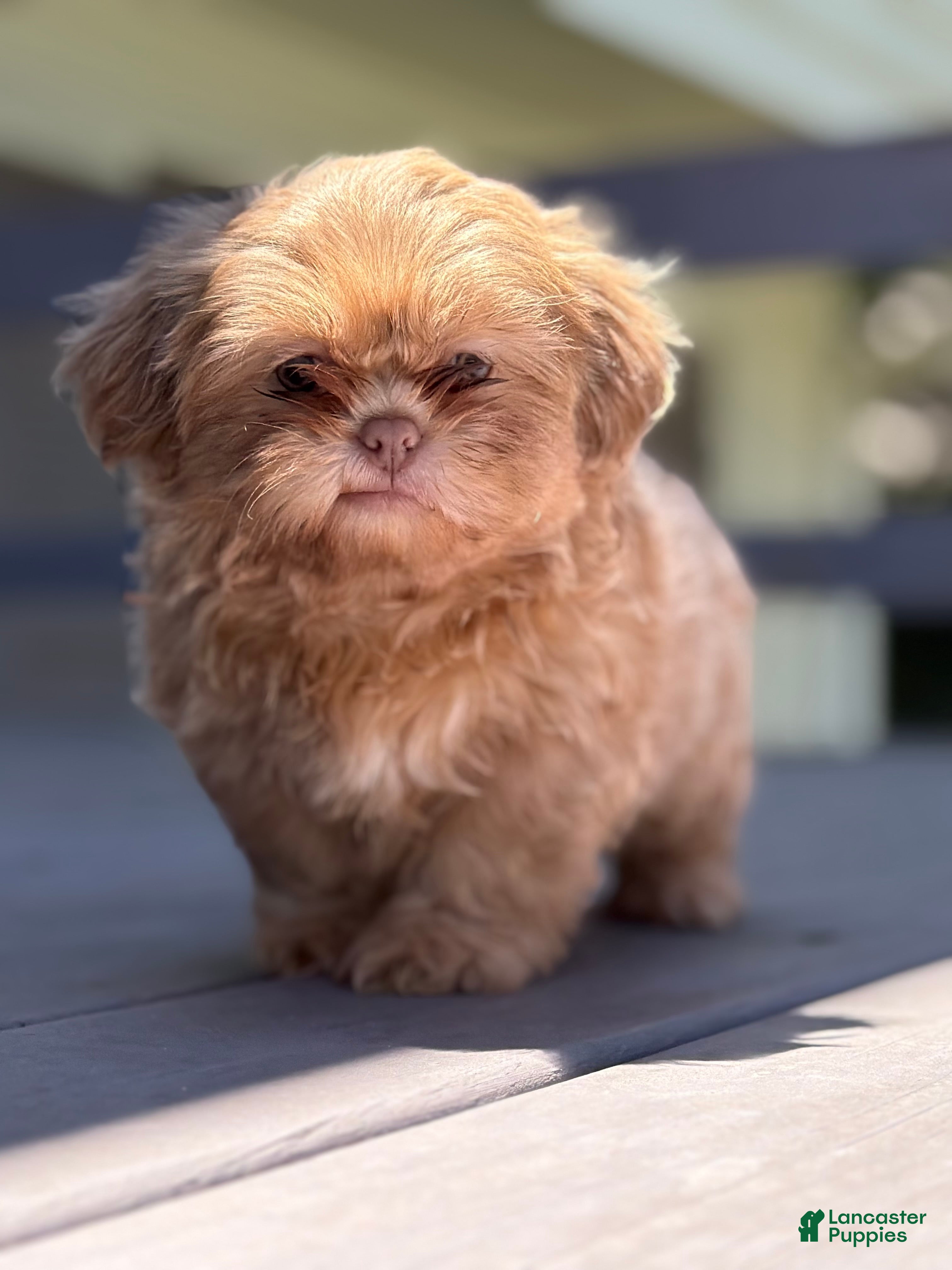 Shih Tzu dogs Lavender Shih Tzu boy - Ad 2