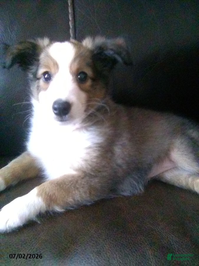 Shetland Sheepdog dogs Chloe - Ad 1