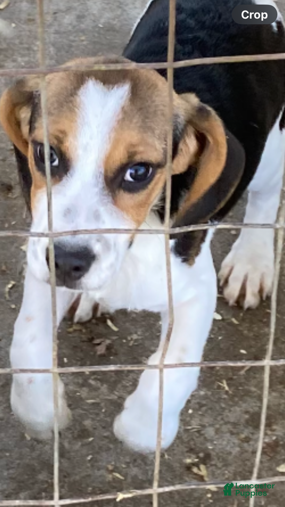 Beagle dogs for sale: Beagle Puppy 1 - Ad 5