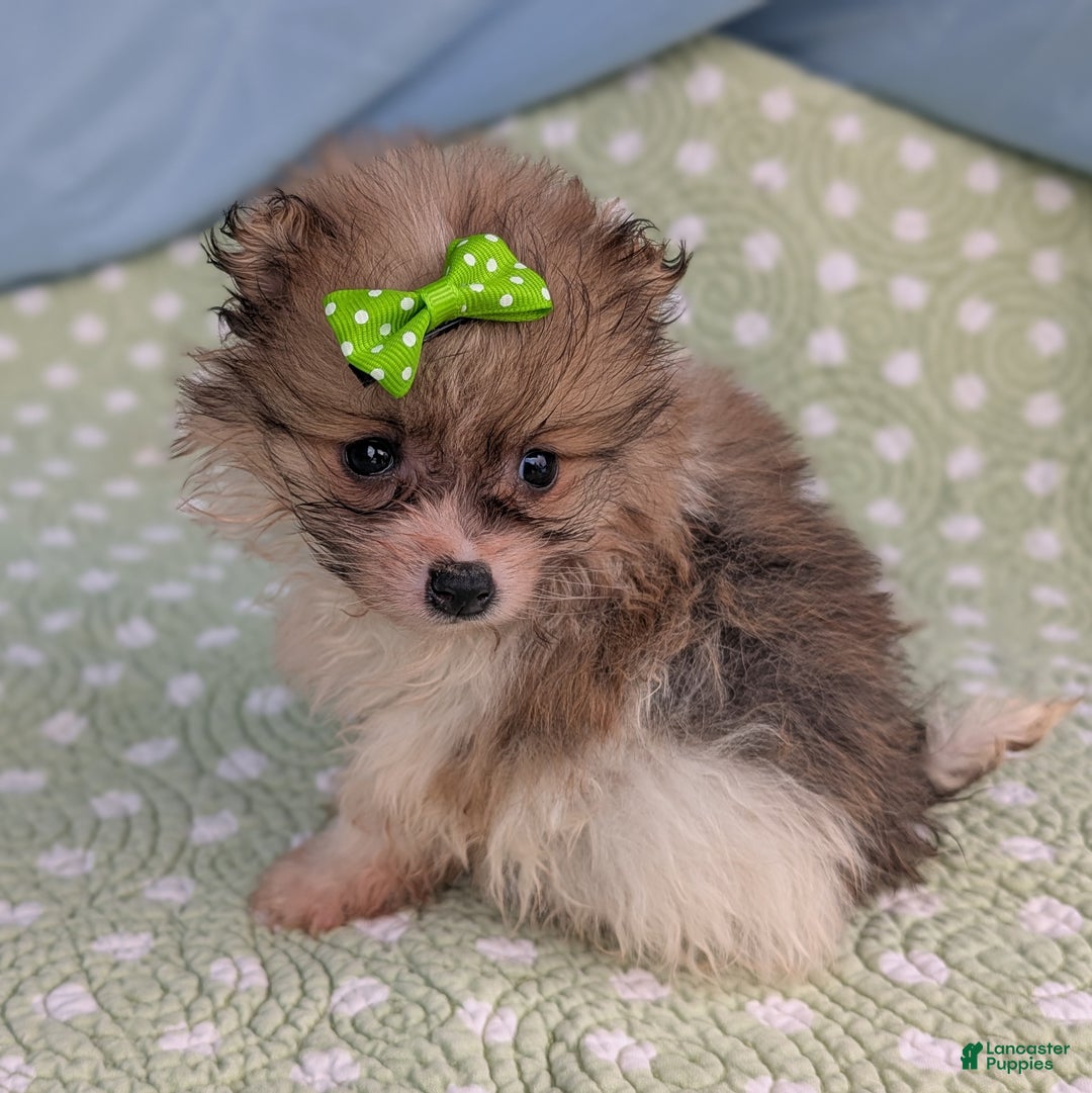 Pomeranian dogs for sale: Yule - Ad 4