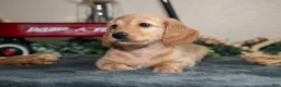 Miniature Dachshund dogs for sale: Ellis - Ad 3