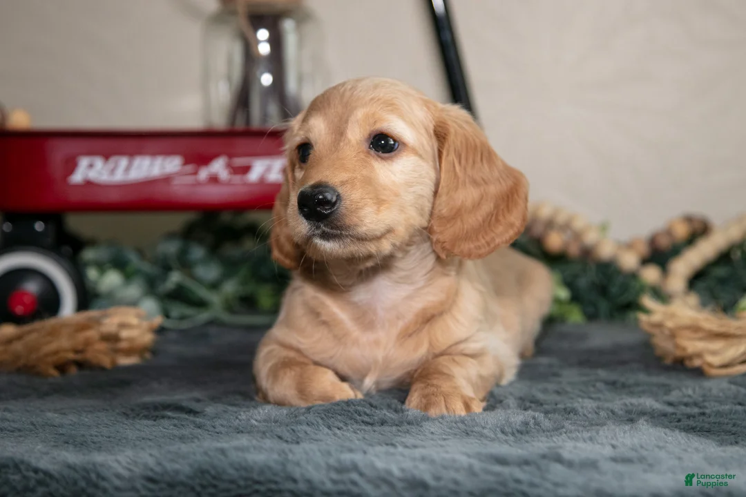 Miniature Dachshund dogs for sale: Ellis - Ad 3