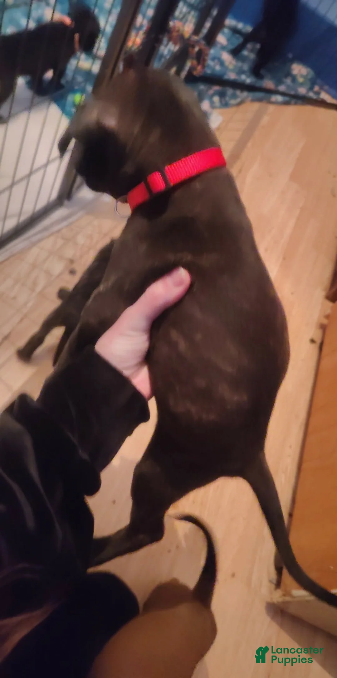 Mixed Breed dogs for sale: Red collar  - Ad 1