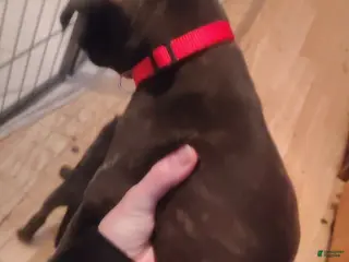 Mixed Breed dogs Red collar - Ad 7