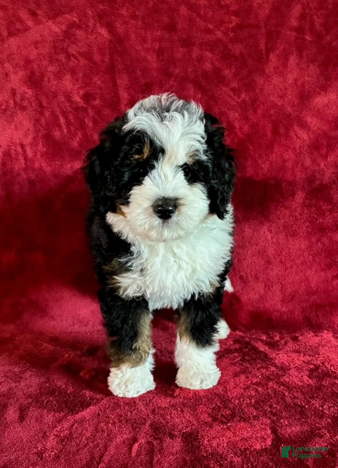 Mini Bernedoodle dogs for sale: Teddy - Ad 1