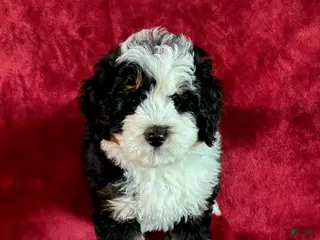 Mini Bernedoodle dogs for sale: Teddy - Ad 2
