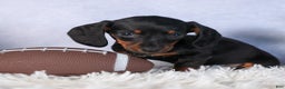 Miniature Dachshund dogs for sale: Cocoa - Ad 9