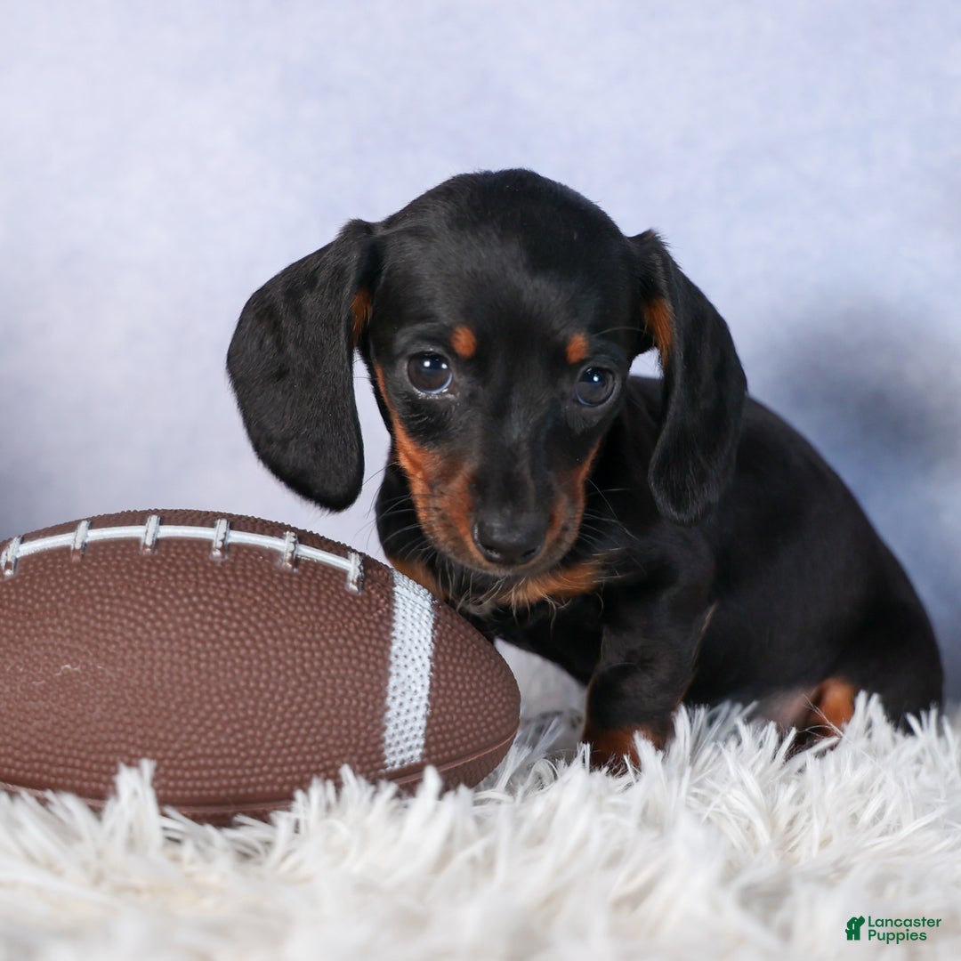 Miniature Dachshund dogs for sale: Cocoa - Ad 9