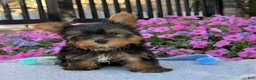 Yorkshire Terrier dogs for sale: Ira - Ad 14