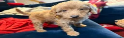 Aussiedoodle dogs for sale: Sweetie - Ad 5