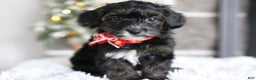 Yorkiepoo dogs for sale: Tinkerbelle - Ad 13