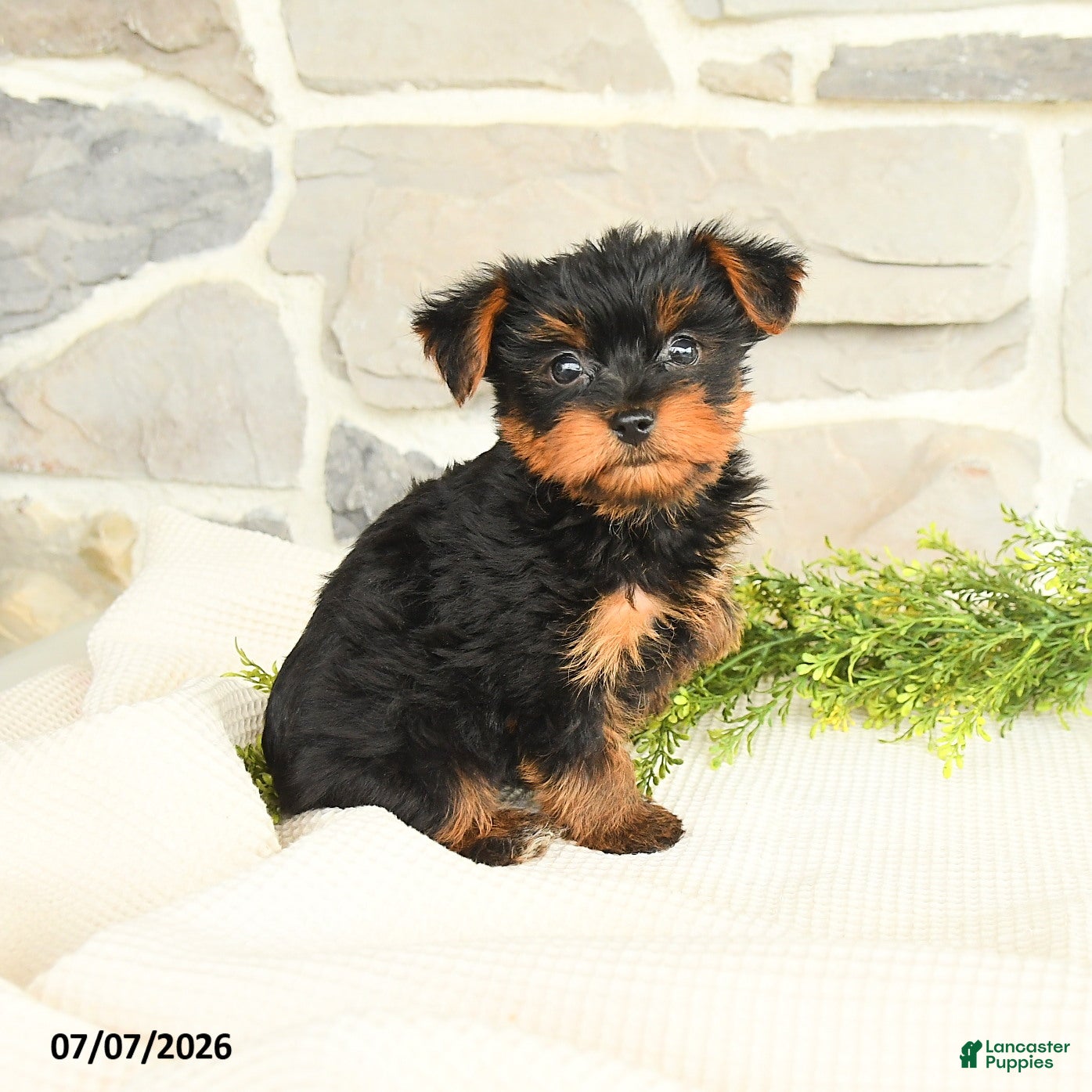Yorkshire Terrier dogs Sport - Ad 1
