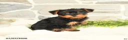 Yorkshire Terrier dogs for sale: Sport - Ad 1