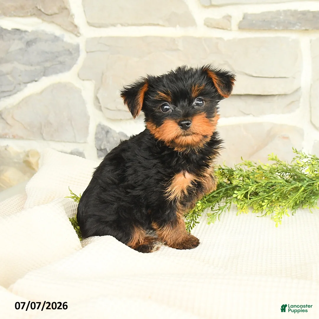 Yorkshire Terrier dogs for sale: Sport - Ad 1