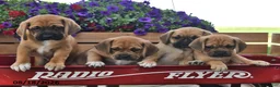 Puggle dogs for sale: Sadie - Ad 3