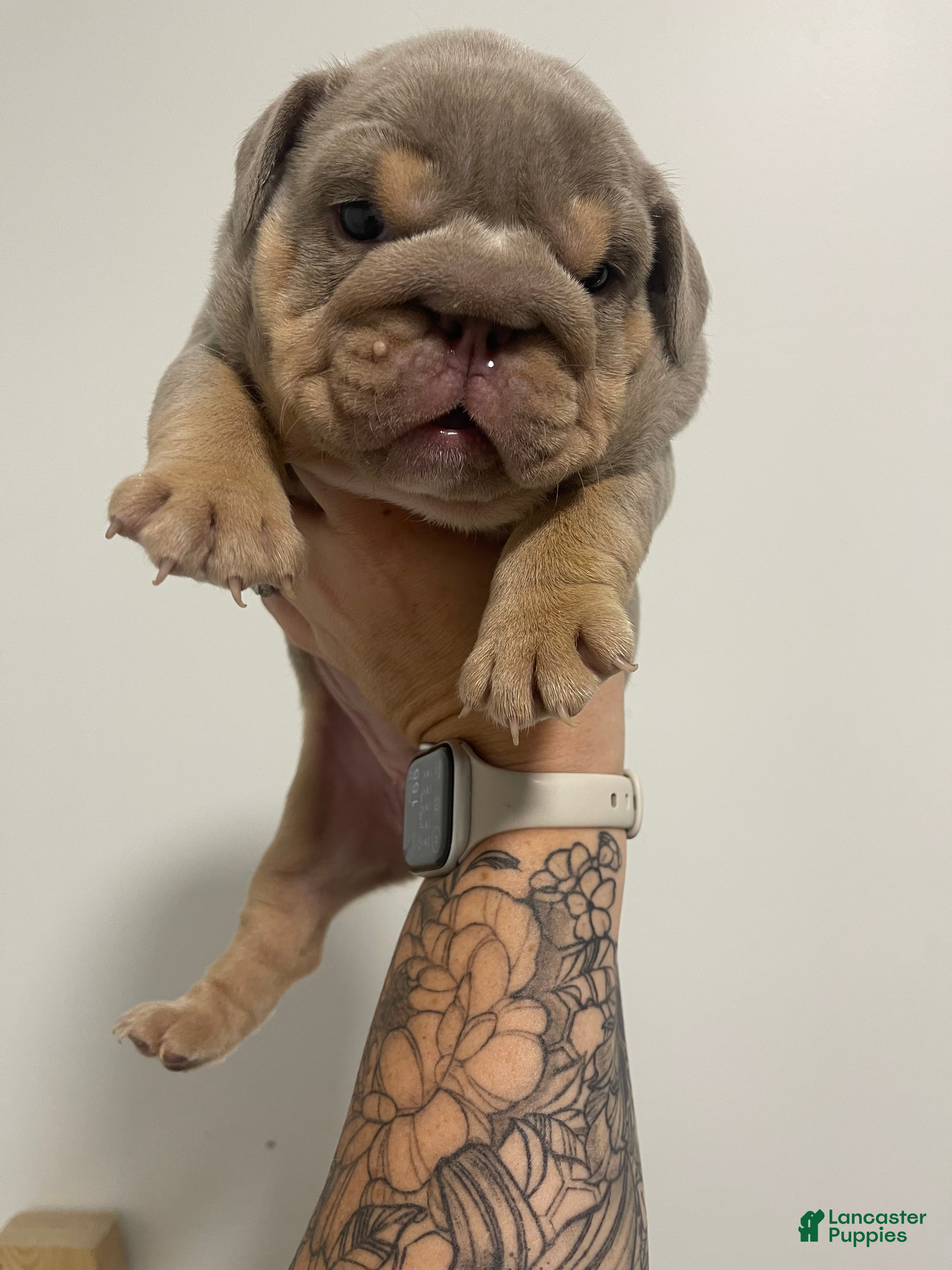 English Bulldog dogs English Bulldog Lilac Female - Ad 2