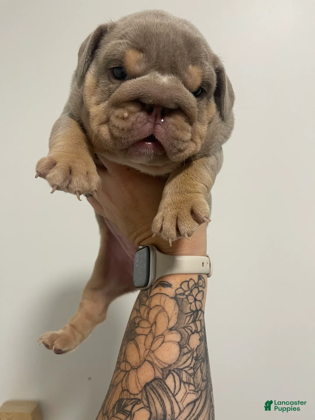 English Bulldog dogs for sale: English Bulldog Lilac Female - Ad 2