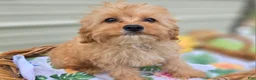 Cavapoo dogs for sale: Miles - Ad 22