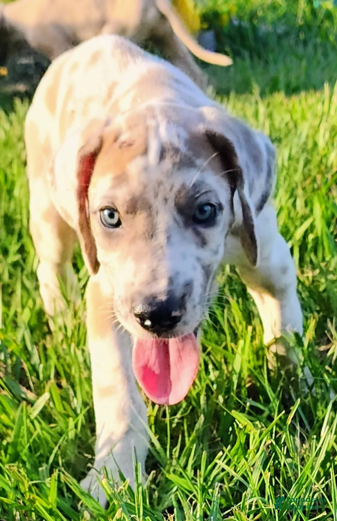 Great Dane dogs for sale: Blue Fawn Harlequin Female  - Ad 1