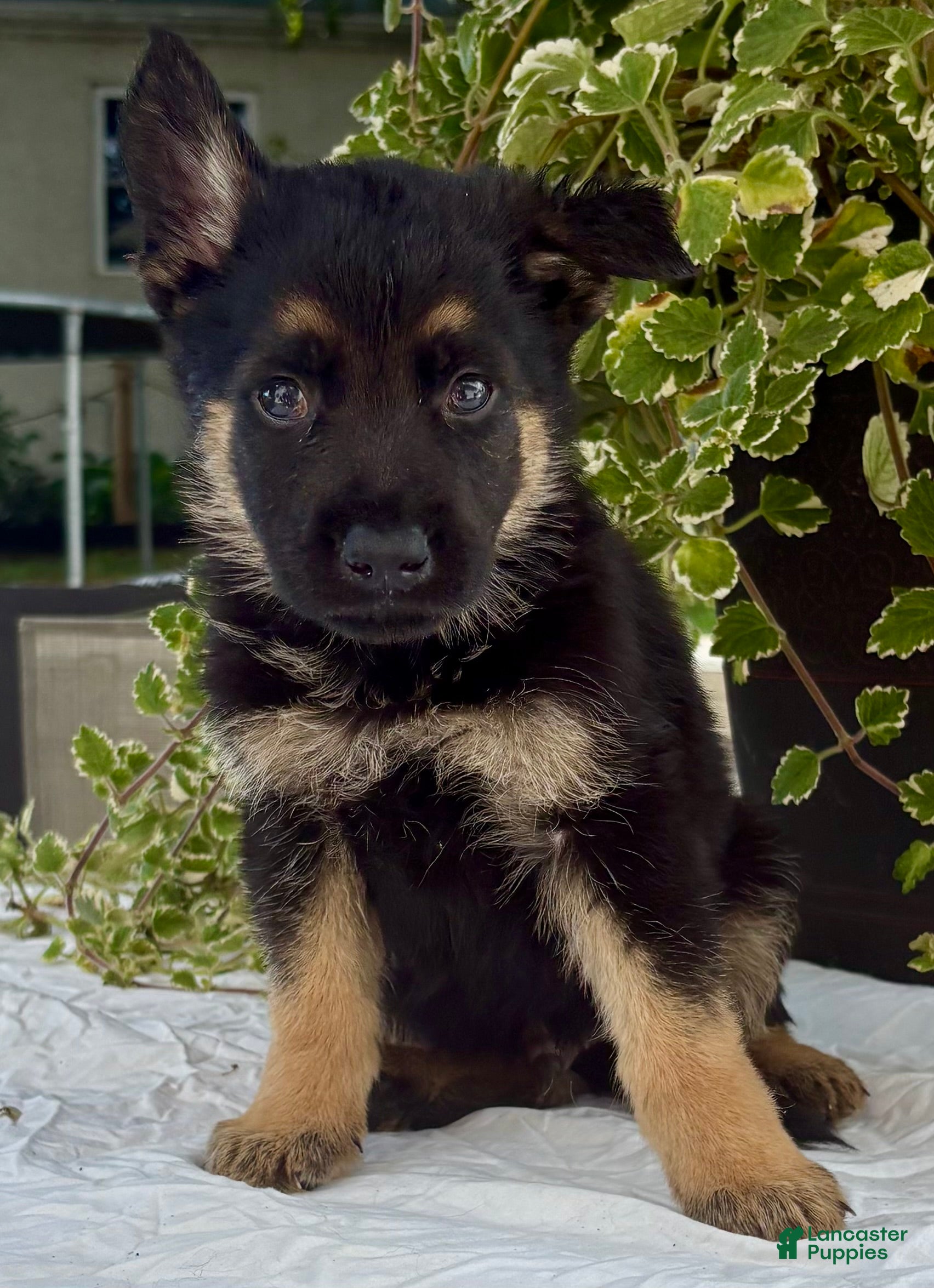 German Shepherd dogs Bomber - Ad 1