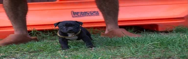 American Pit Bull Terrier 2