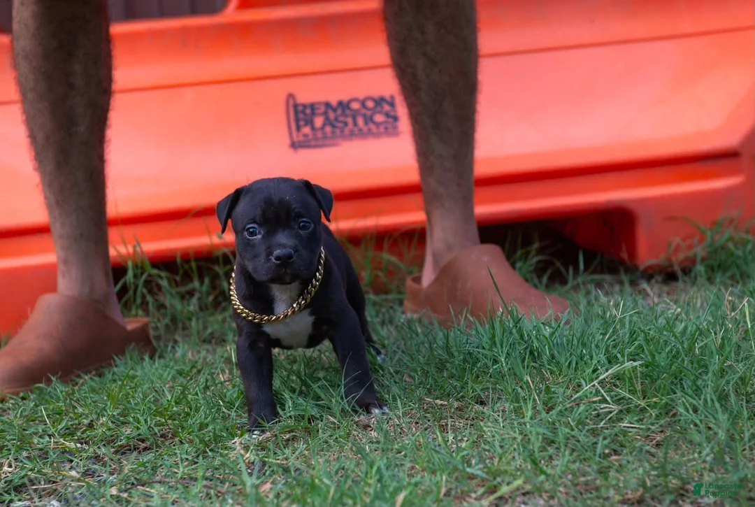 American Pit Bull Terrier dogs for sale: American Pit Bull Terrier 2 - Ad 1