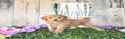 Mini Goldendoodle dogs for sale: Mr Columbus - Ad 2