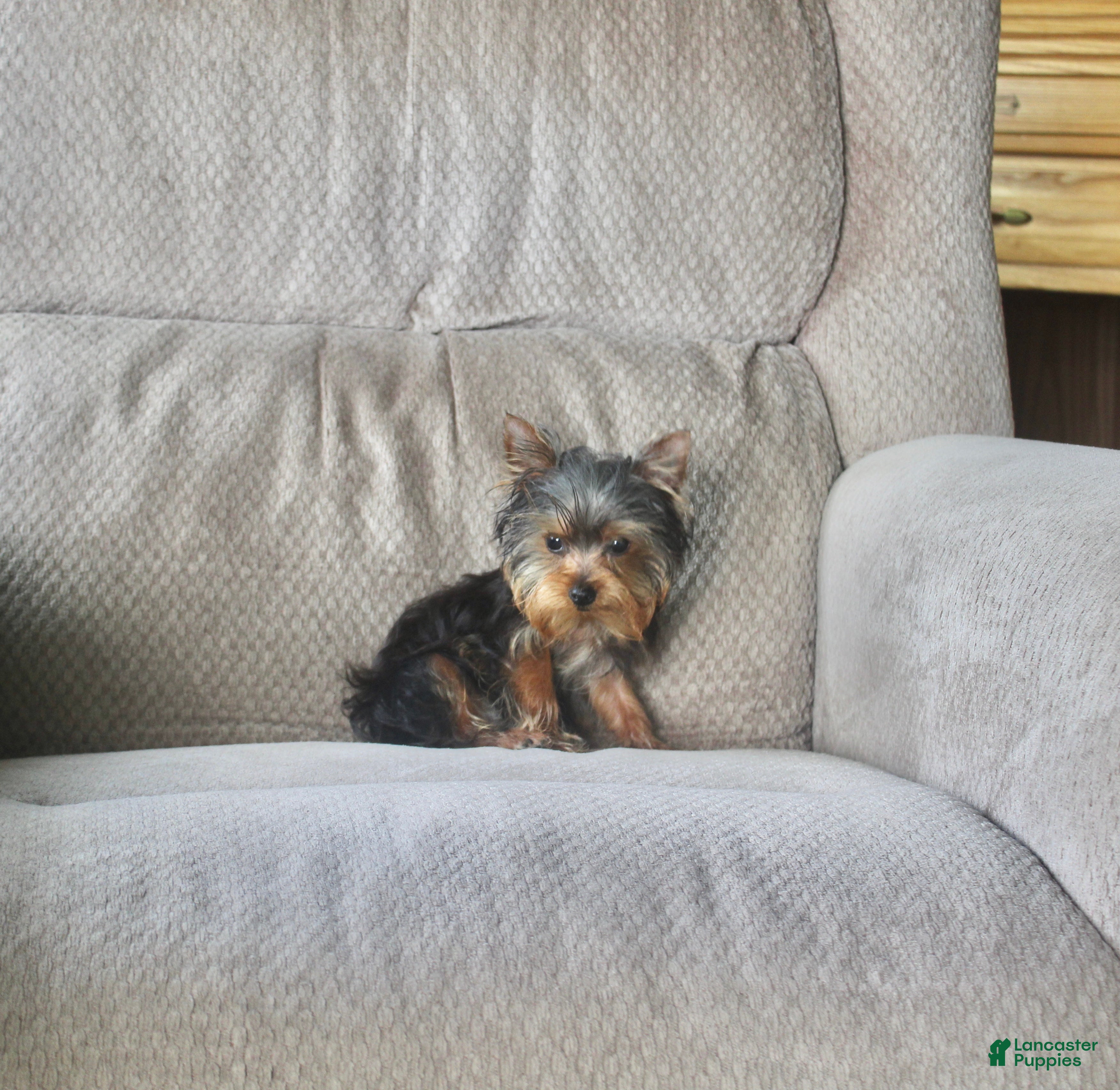 Yorkshire Terrier dogs Peanut - Ad 1