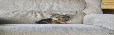 Peanut