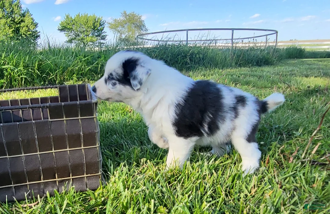 Border Collie dogs for sale: Border Collie Puppy 5 - WREN - Ad 2