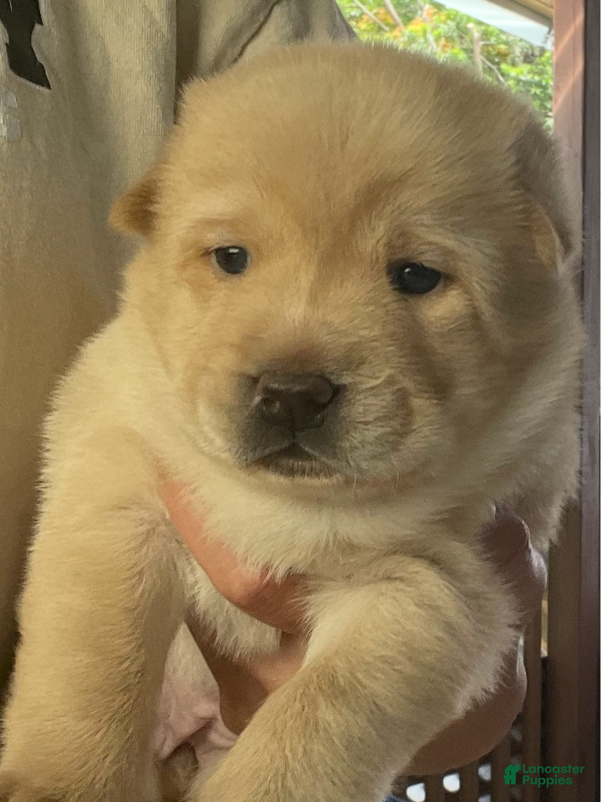 Mixed Breed dogs Chowsky girl 2 - Ad 1