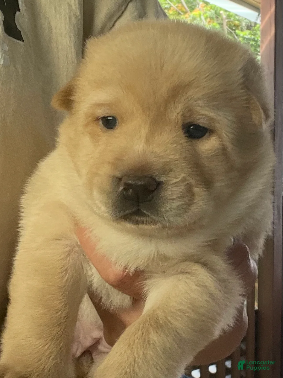 Mixed Breed dogs for sale: Chowsky girl 2 - Ad 1