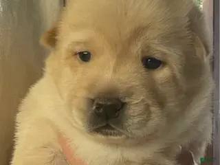 Mixed Breed dogs for sale: Chowsky girl 2 - Ad 3