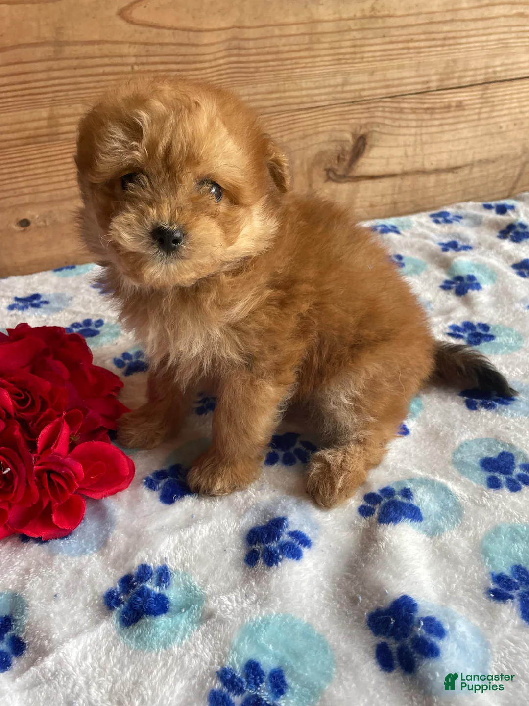 Pomapoo dogs for sale: Ringo - Ad 2