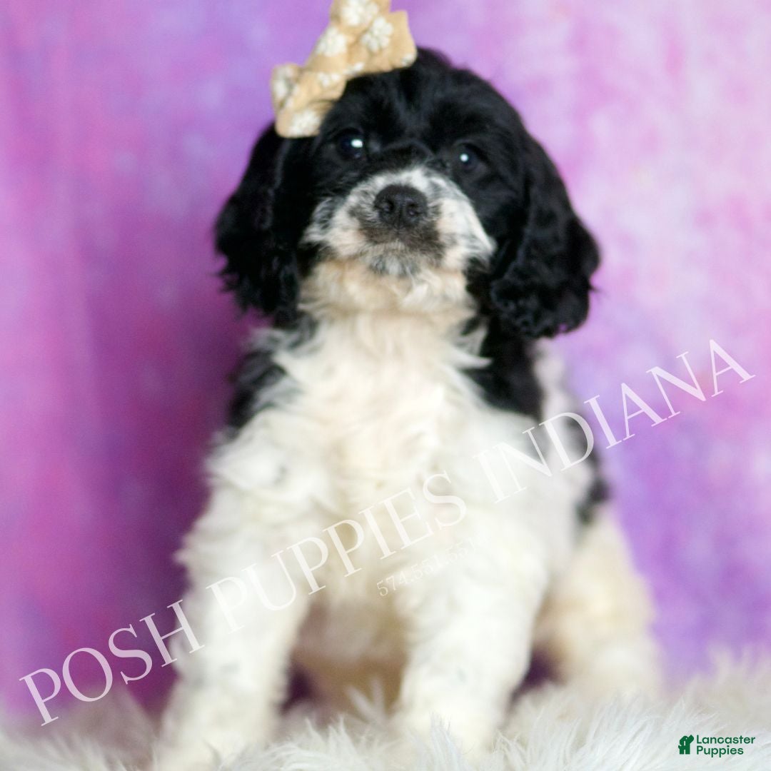 Cavapoo dogs Tutu Adorable Champion Line Cavapoo  - Ad 20